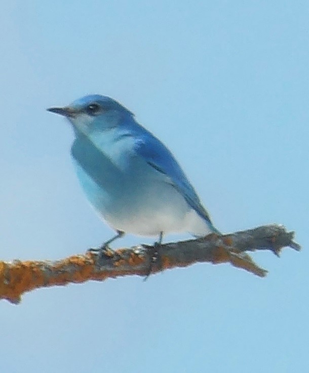 Mountain Bluebird - ML620599674