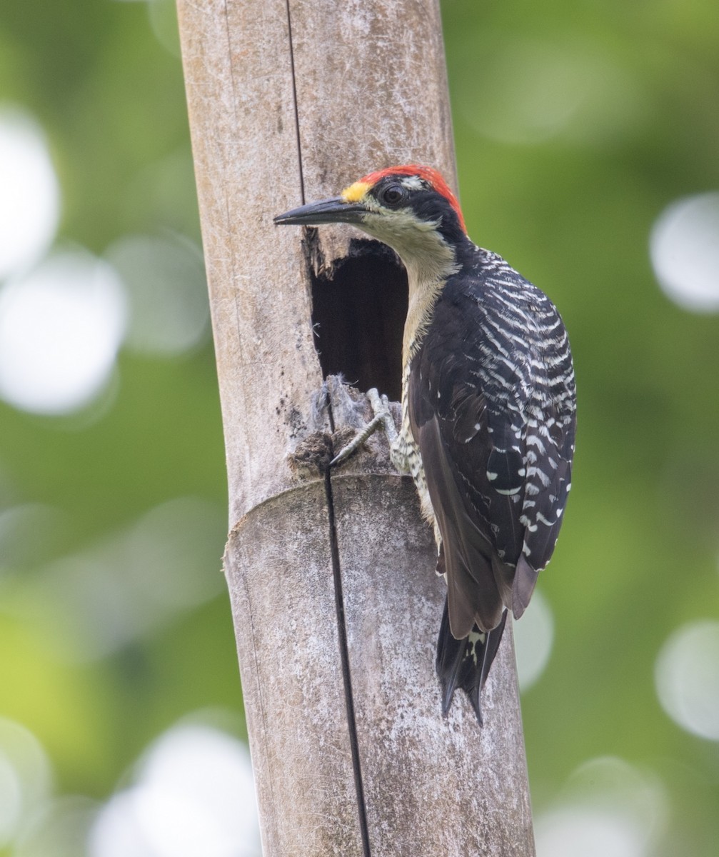 Black-cheeked Woodpecker - ML620599678