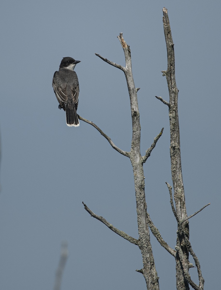 Eastern Kingbird - ML620599679