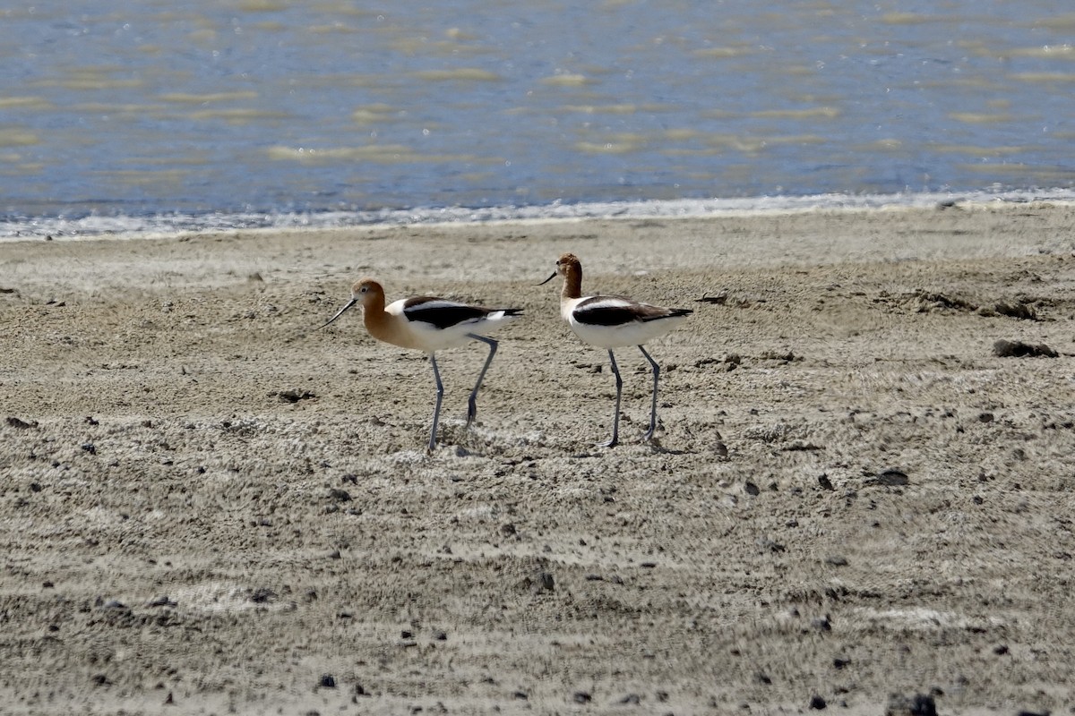 Avocette d'Amérique - ML620599680