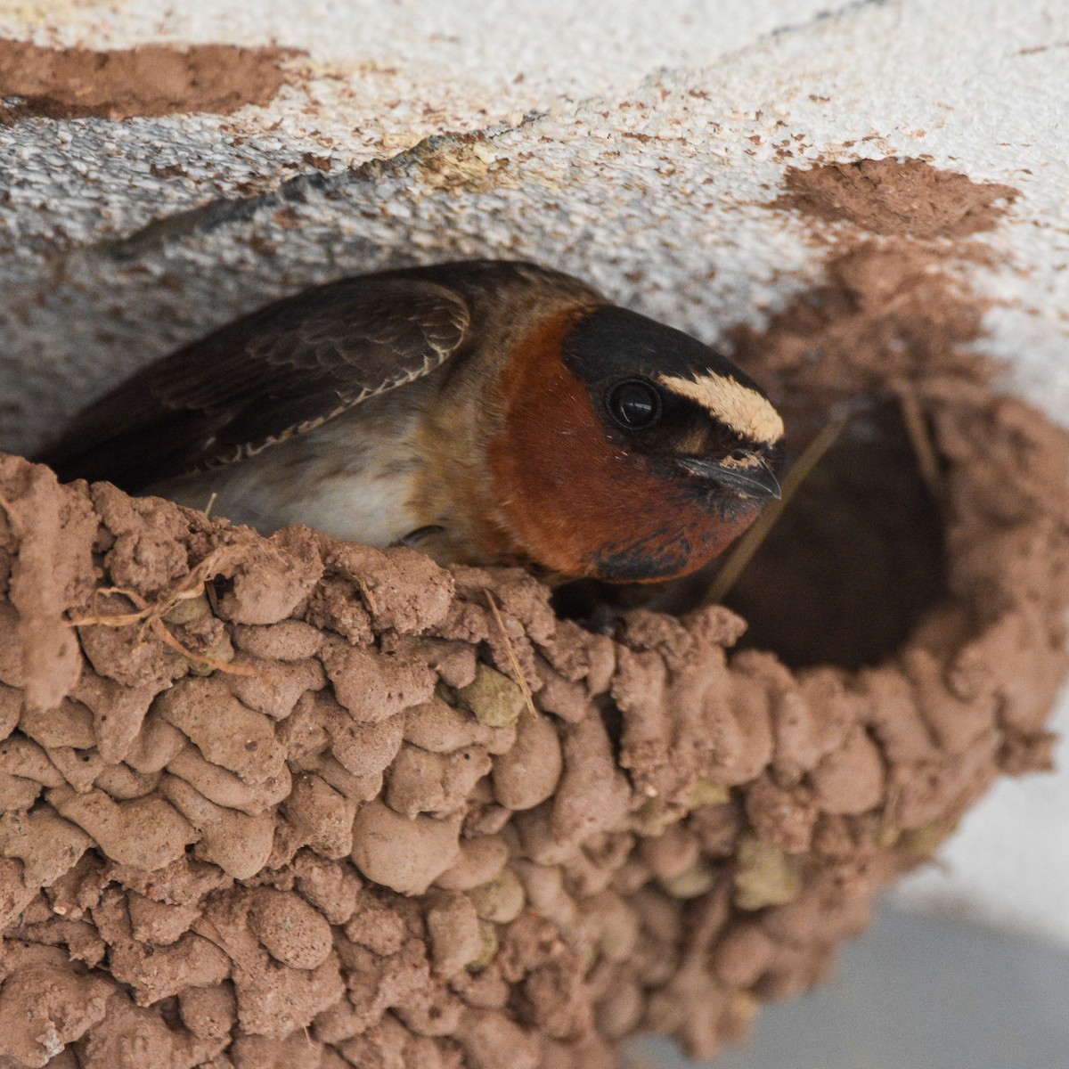 Cliff Swallow - William Kelly