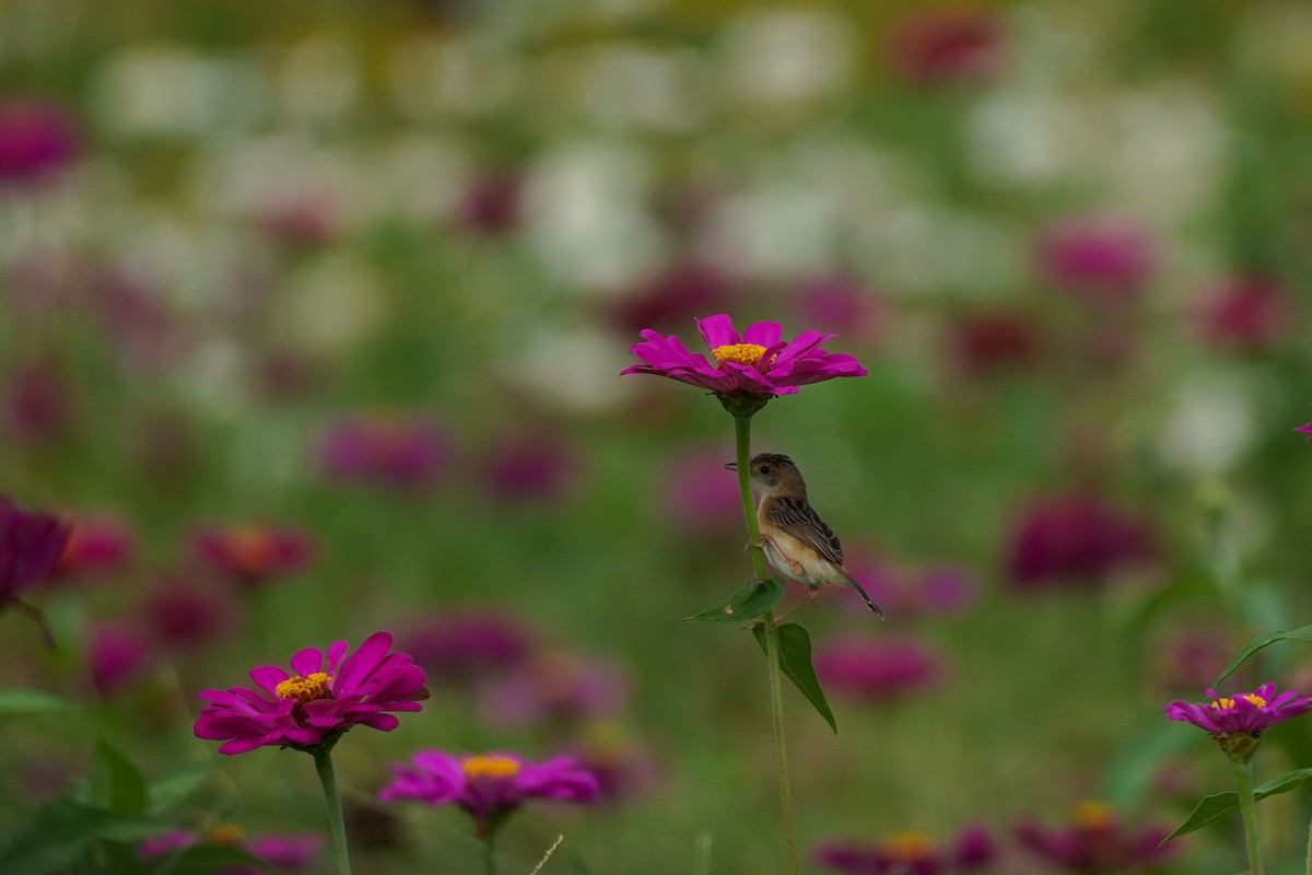 Golden-headed Cisticola - ML620599698