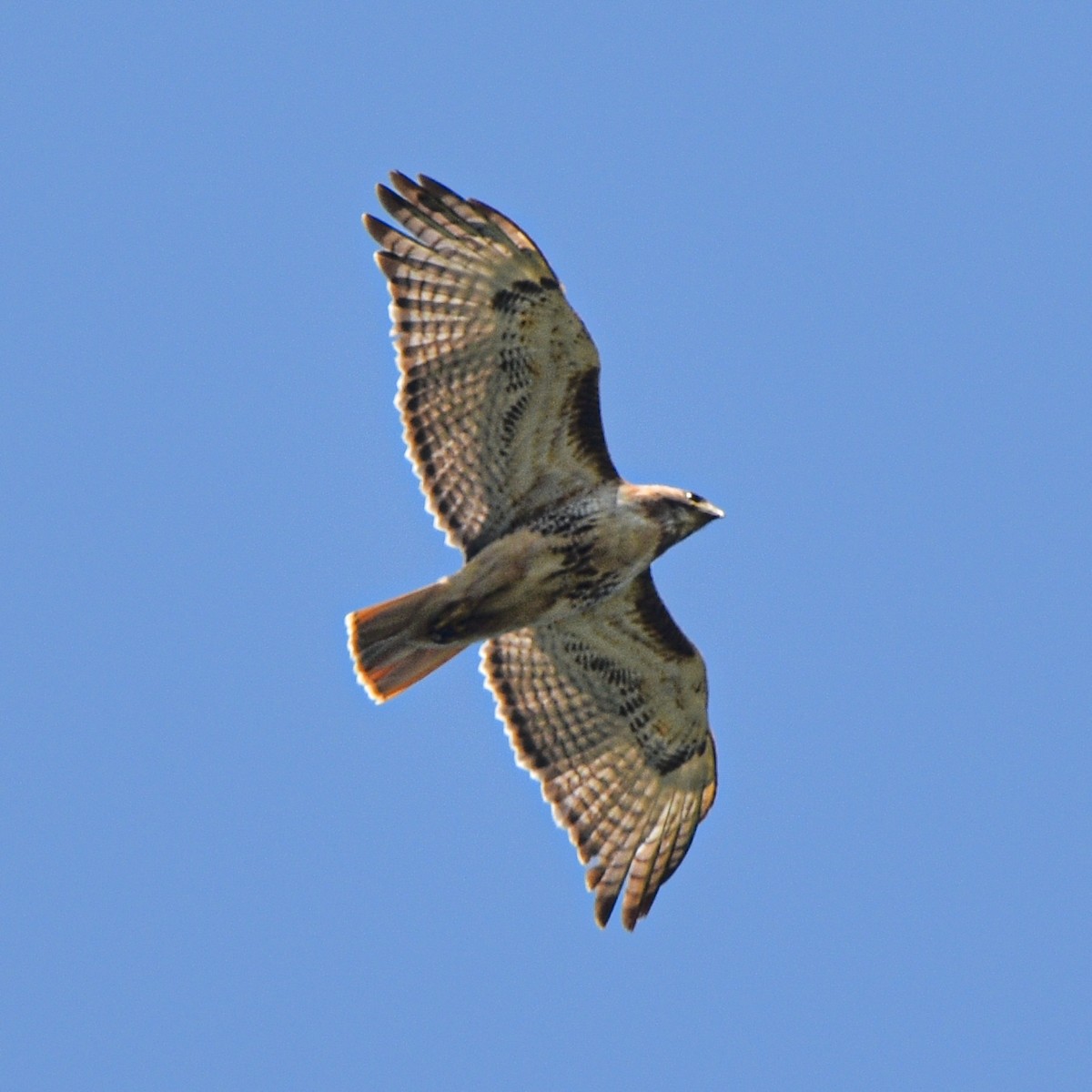 Red-tailed Hawk - ML620599701