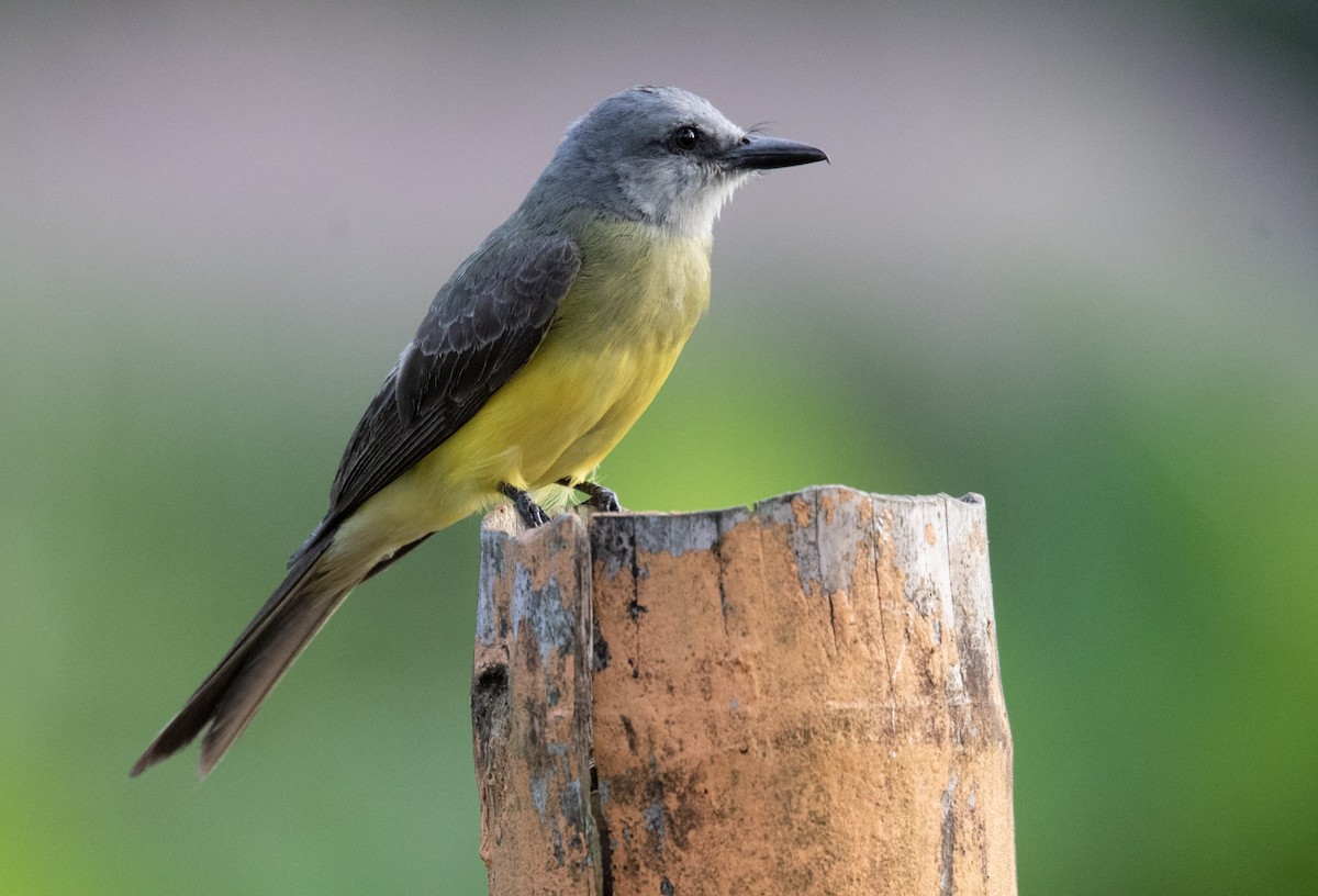 Tropical Kingbird - ML620599703