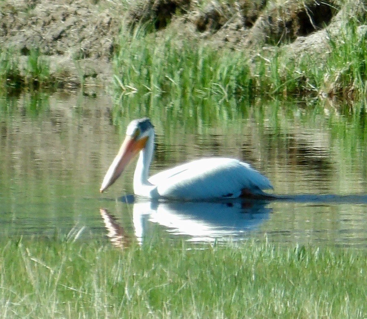 American White Pelican - ML620599704