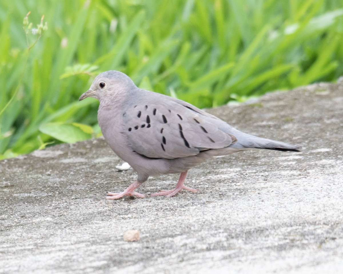 Ecuadorian Ground Dove - ML620599705