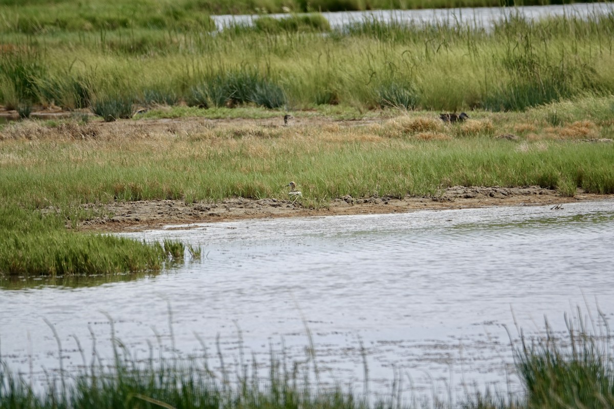 Avoceta Americana - ML620599709