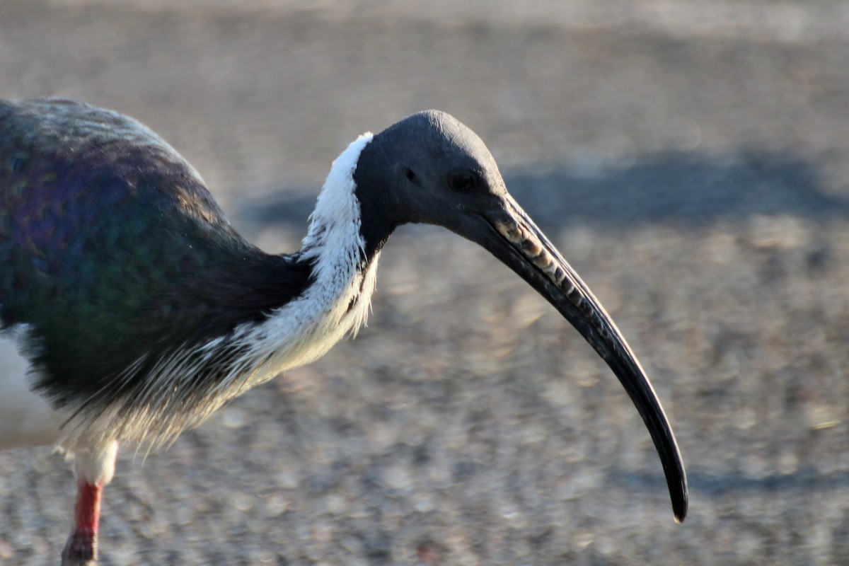 Straw-necked Ibis - ML620599715