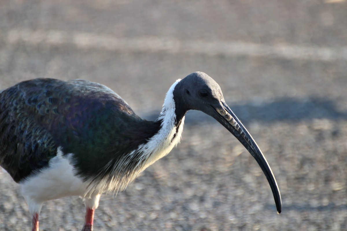 ibis slámokrký - ML620599716