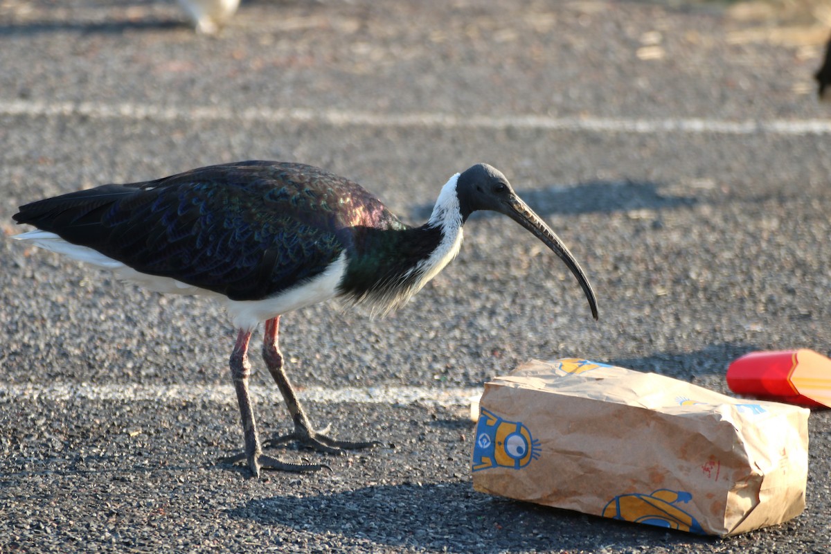 Straw-necked Ibis - ML620599717