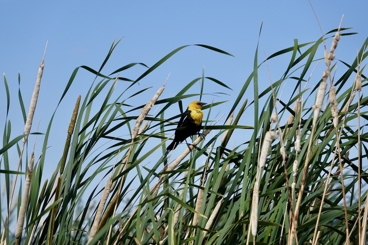 Yellow-headed Blackbird - ML620599723