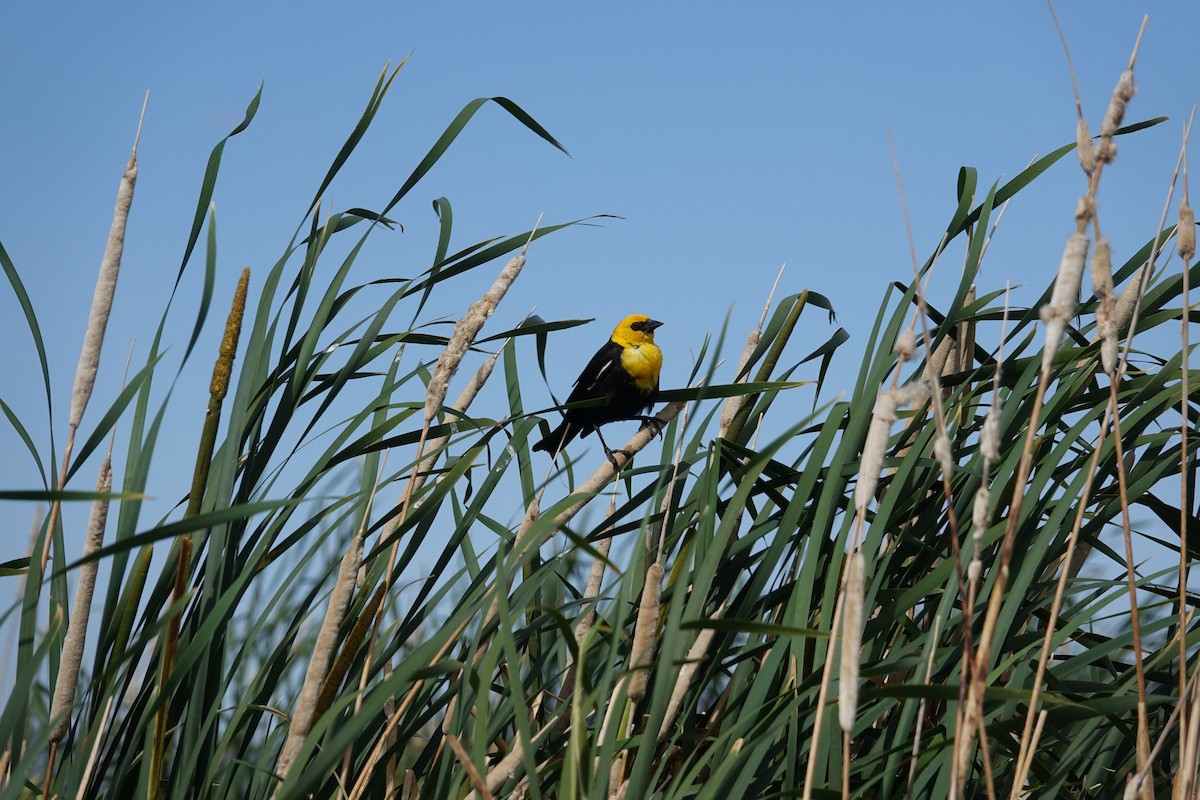 Yellow-headed Blackbird - ML620599725
