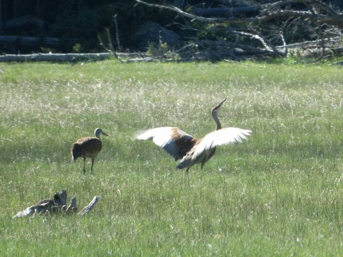 Sandhill Crane - Corey Fuhrer