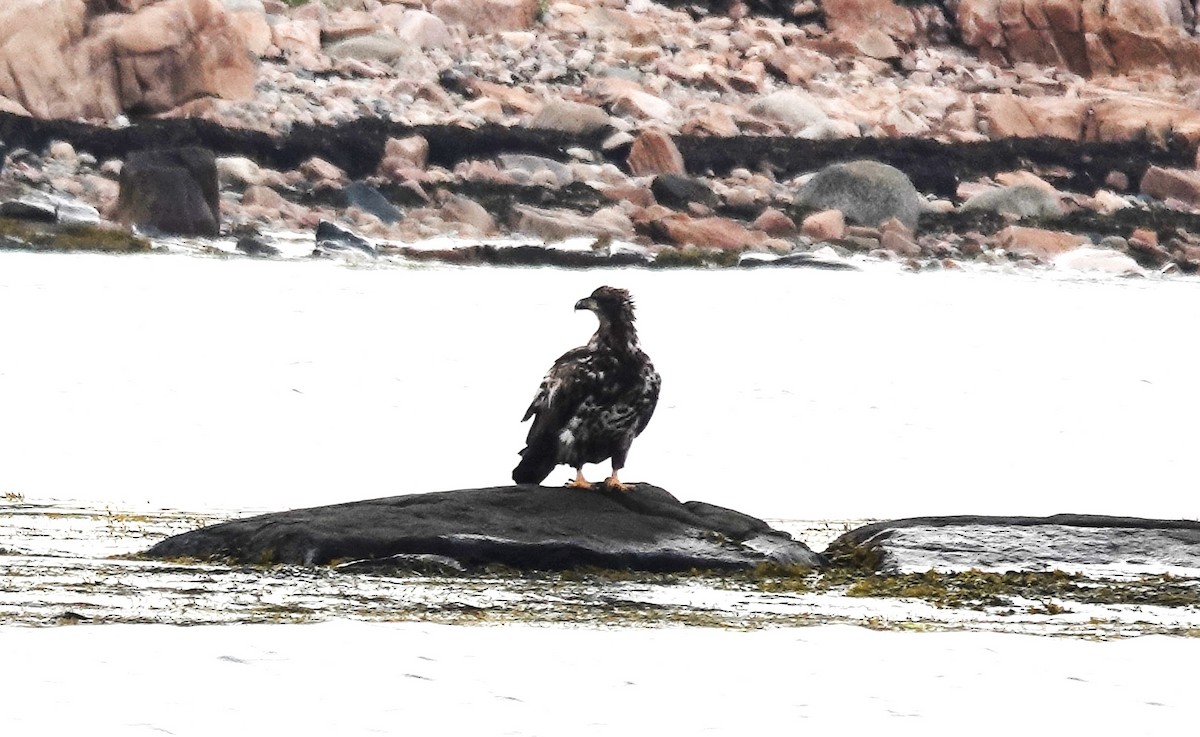 Weißkopf-Seeadler - ML620599731