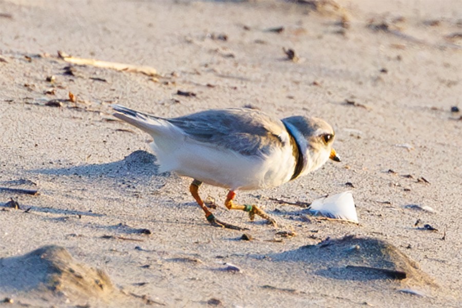 Piping Plover - ML620599757