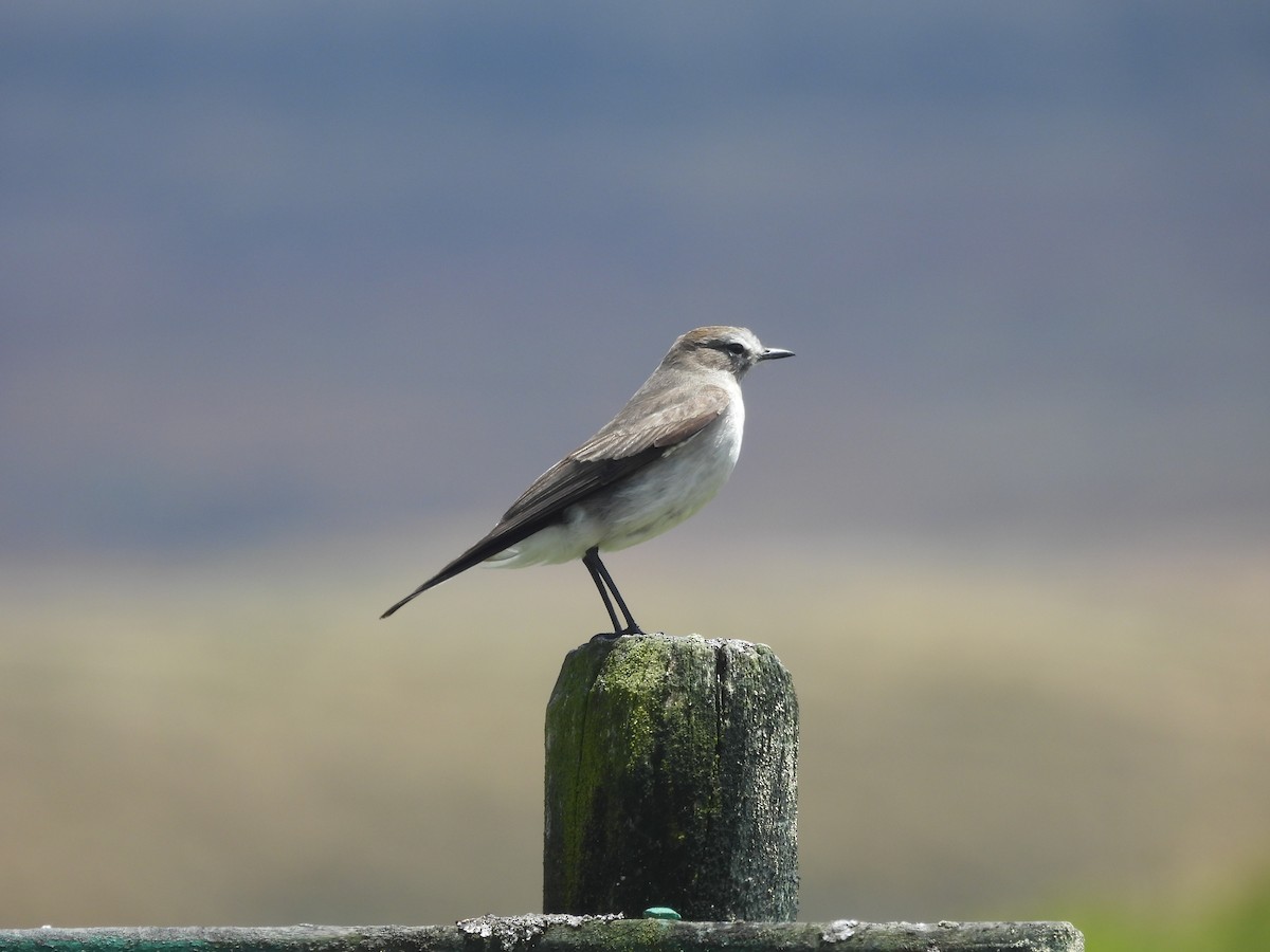 Spot-billed Ground-Tyrant - ML620599759