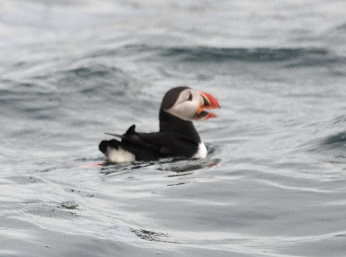 Atlantic Puffin - ML620599768