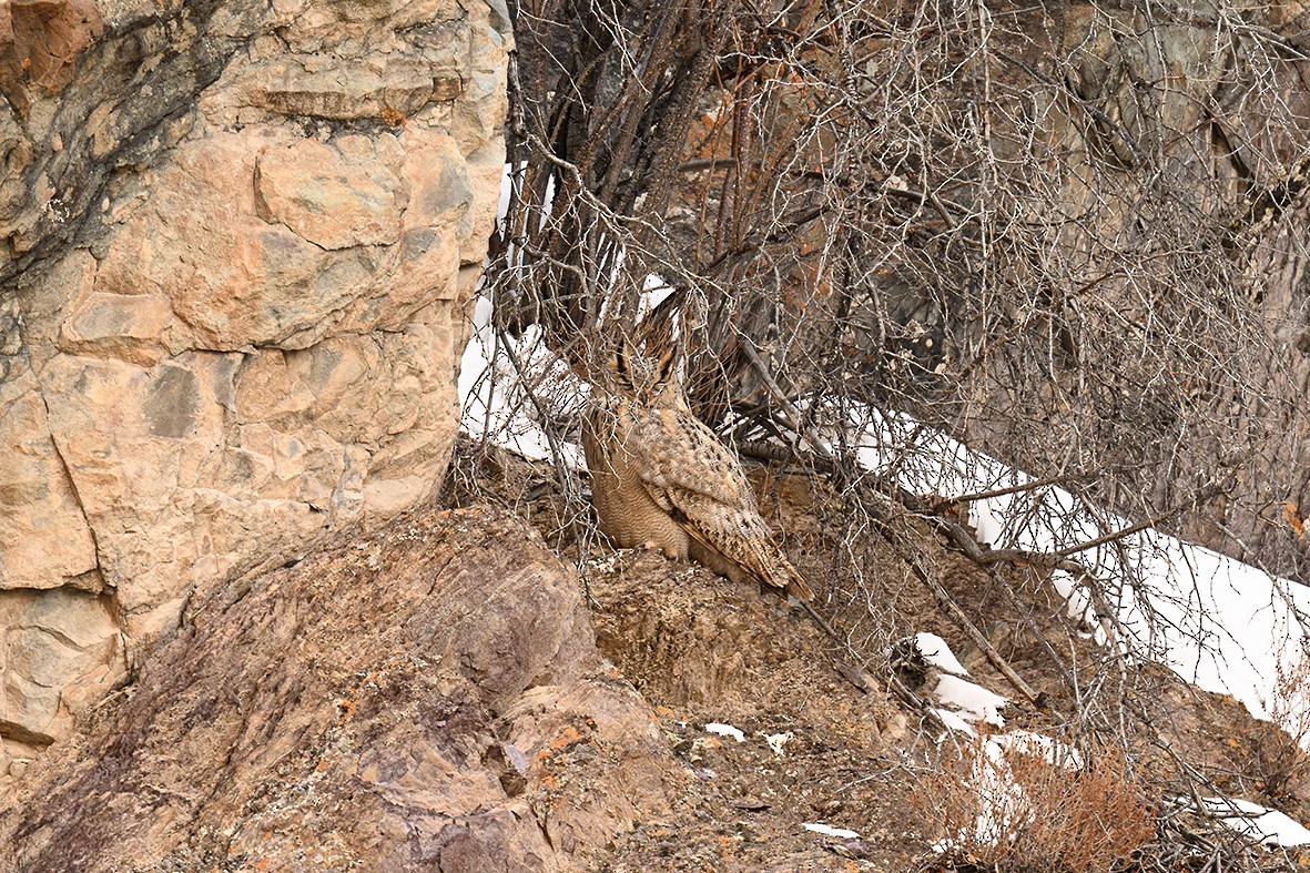 Eurasian Eagle-Owl - ML620599770