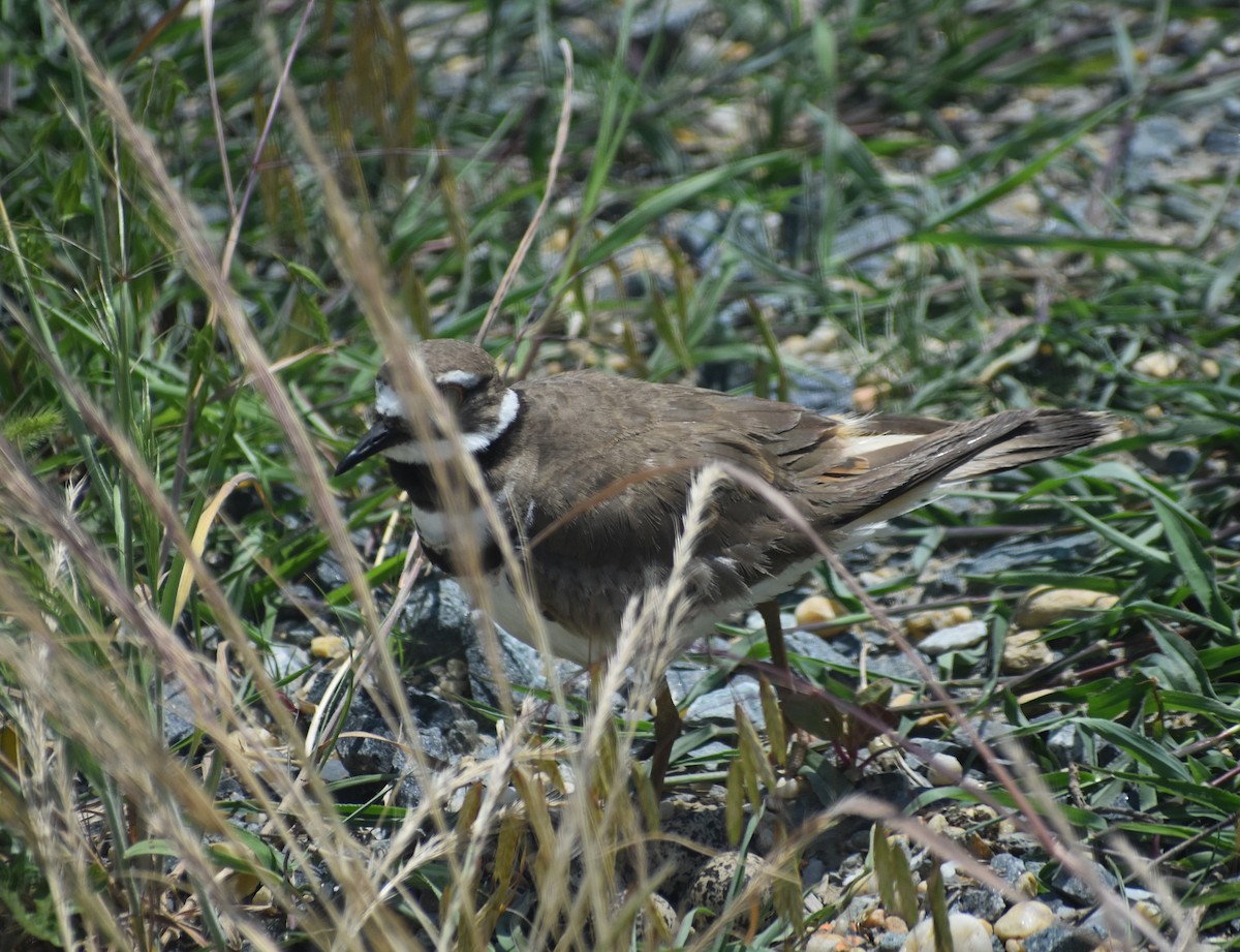 Killdeer - ML620599774