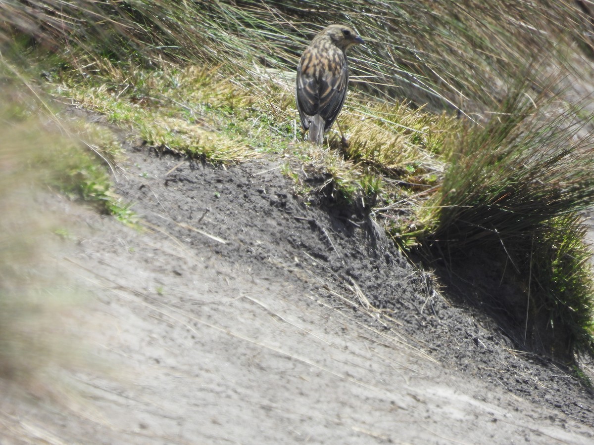 Paramo Seedeater - ML620599775