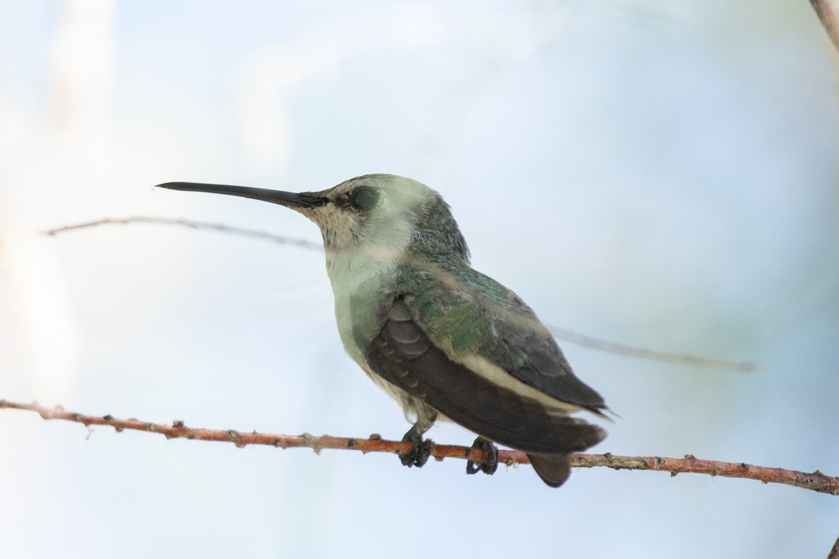 Black-chinned Hummingbird - Bente Torvund