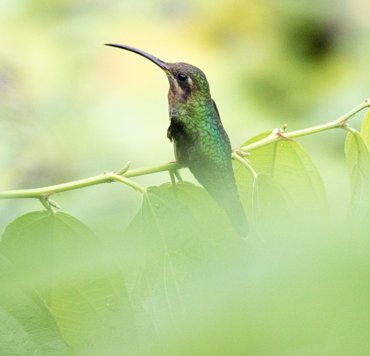 Band-tailed Barbthroat - ML620599778