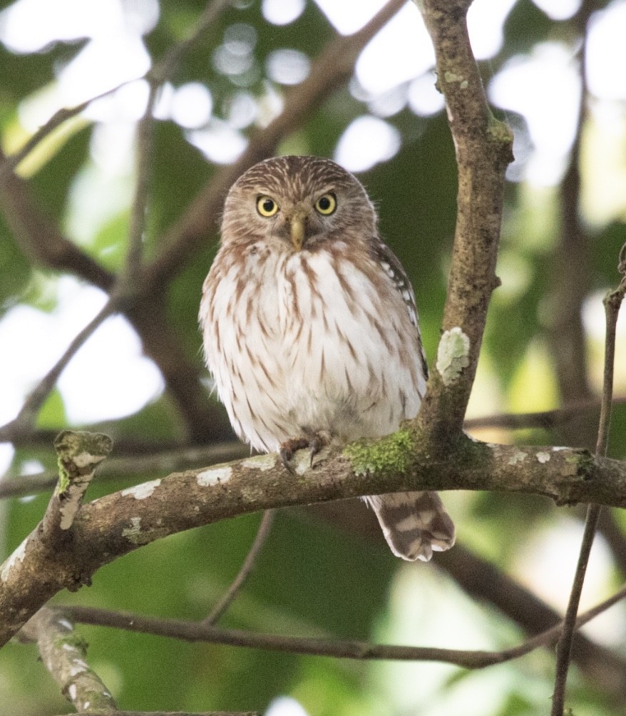 Peruvian Pygmy-Owl - ML620599780