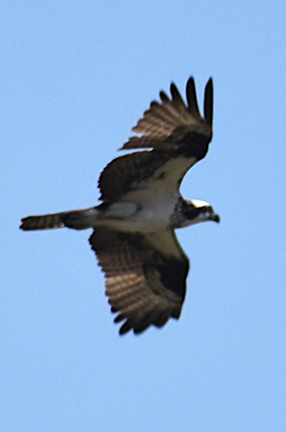 Osprey - ML620599781