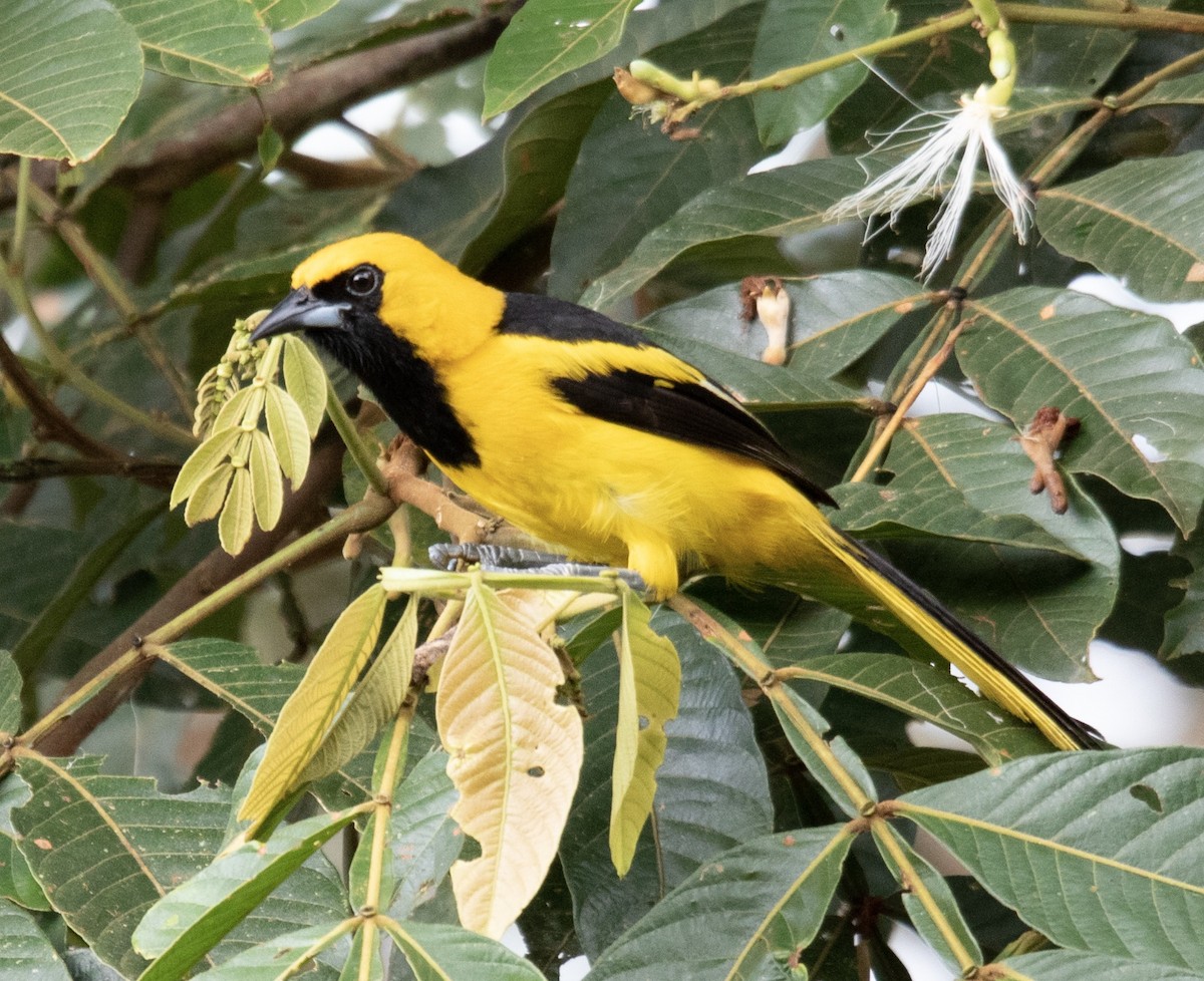 Yellow-tailed Oriole - ML620599793