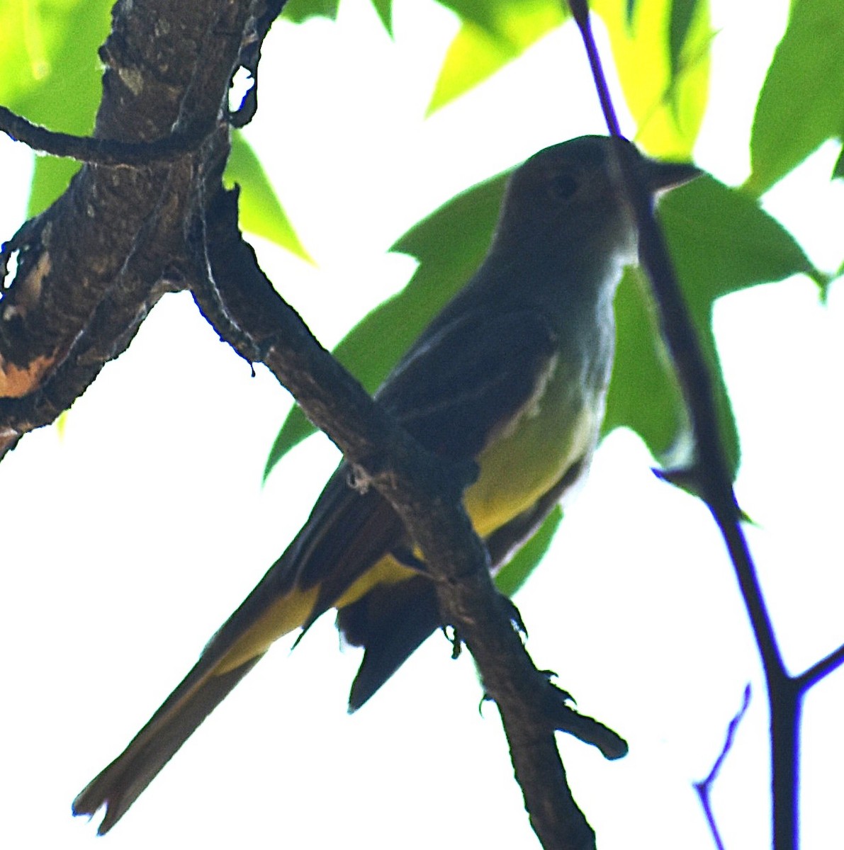 Great Crested Flycatcher - ML620599794