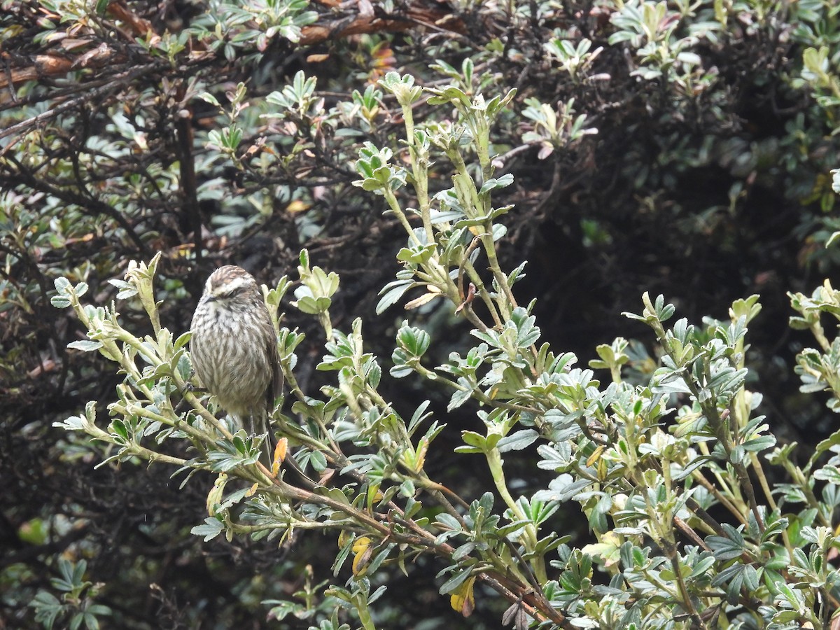 Andean Tit-Spinetail - ML620599799