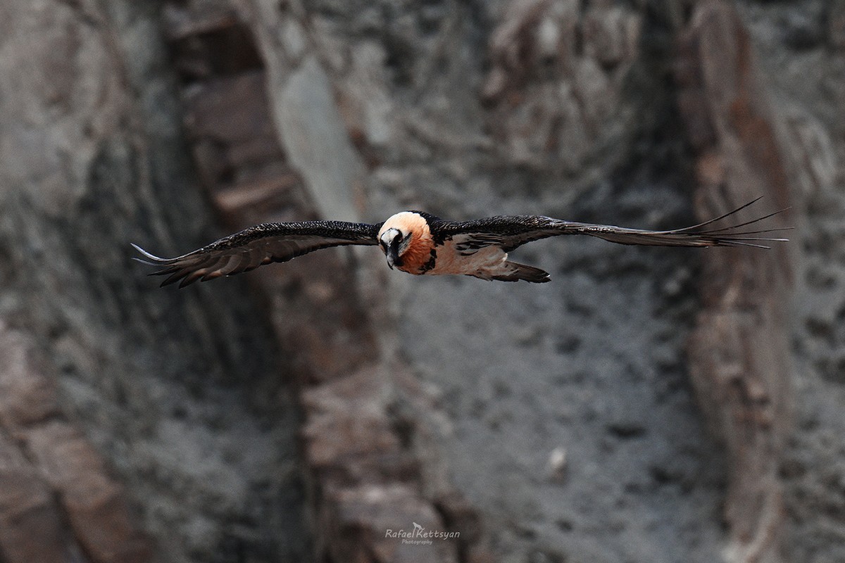 Bearded Vulture - ML620599804