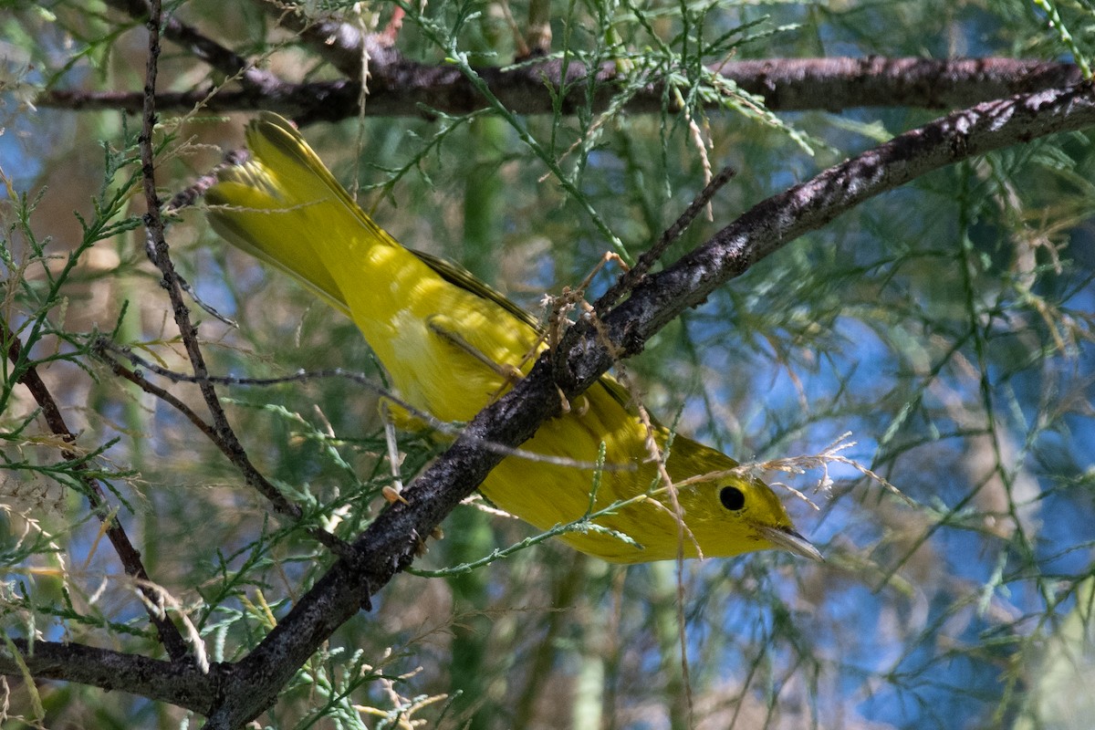 Yellow Warbler - ML620599810