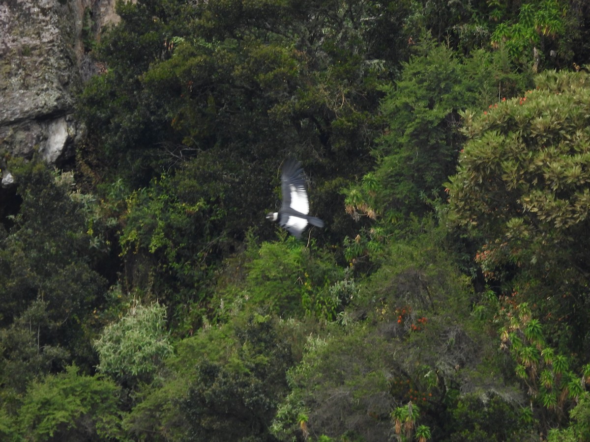 Andean Condor - ML620599814