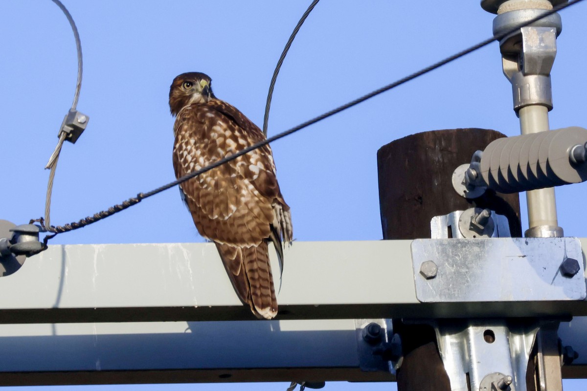 Red-tailed Hawk - Parker Marsh