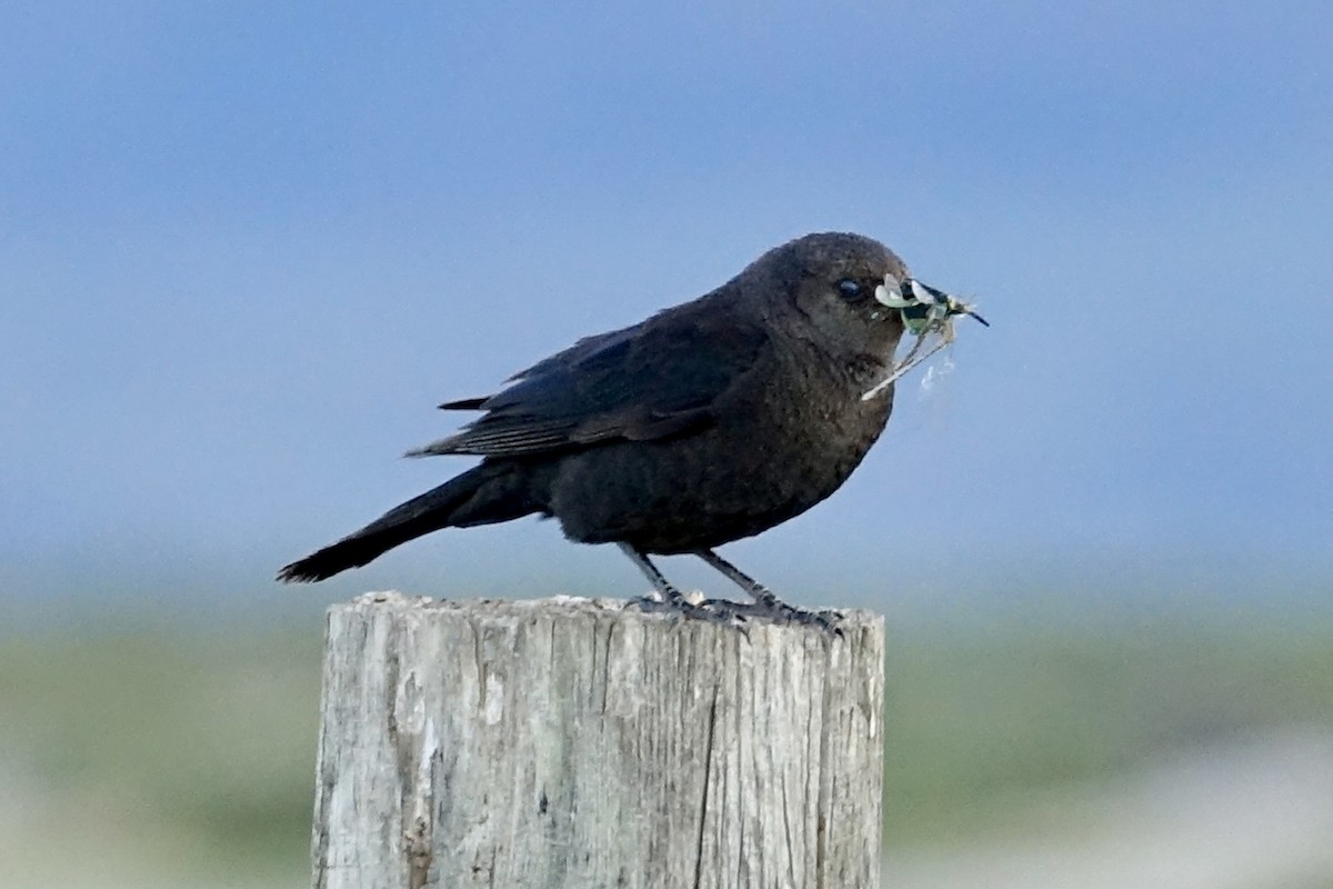 Brewer's Blackbird - ML620599826