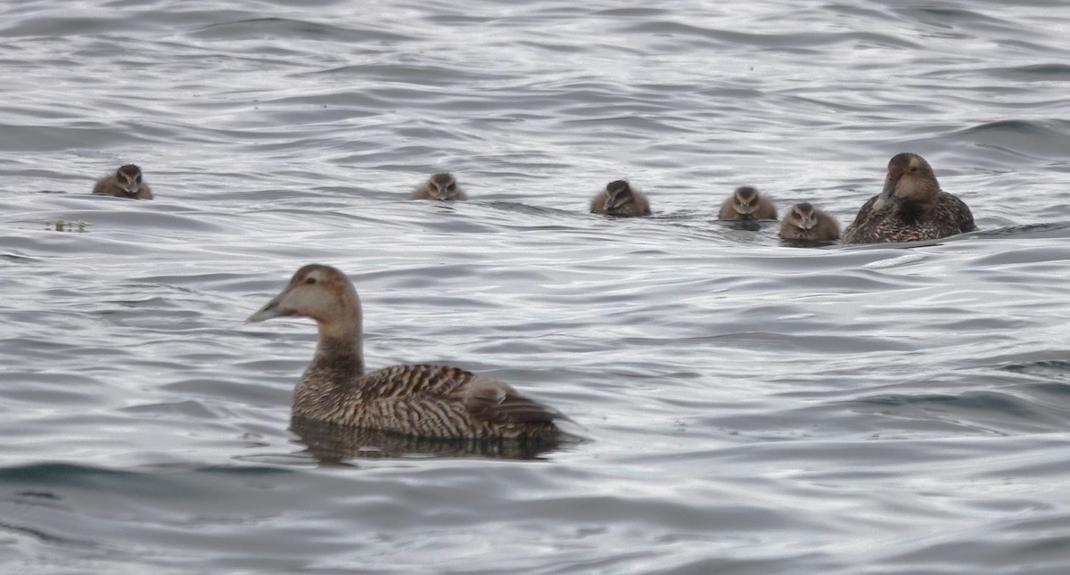 Common Eider - ML620599832