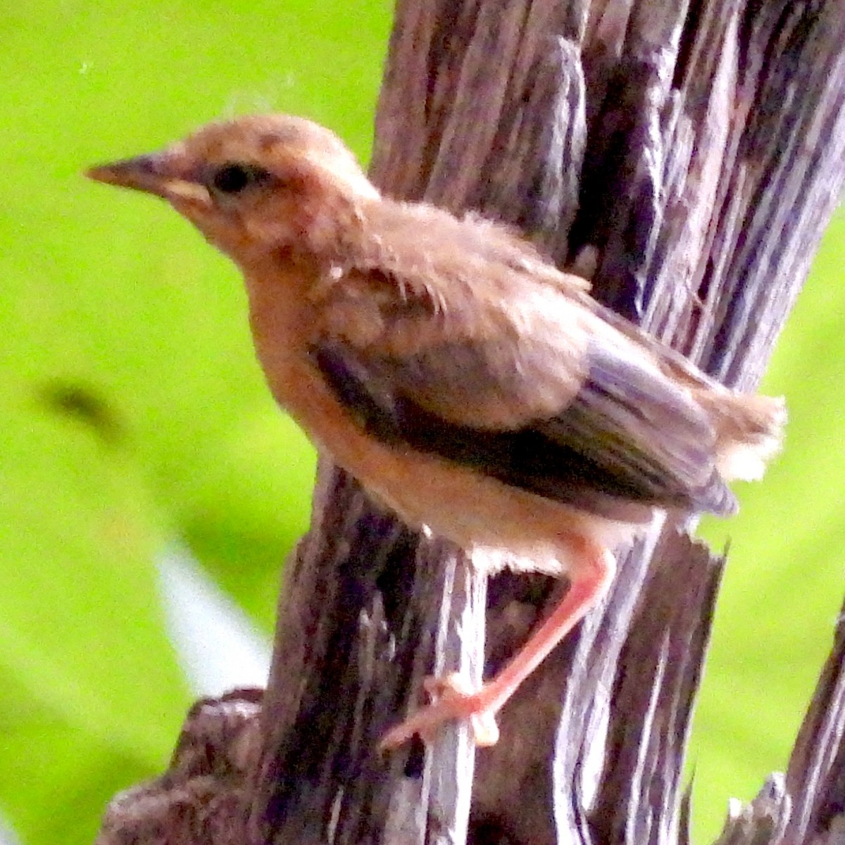 Worm-eating Warbler - ML620599836