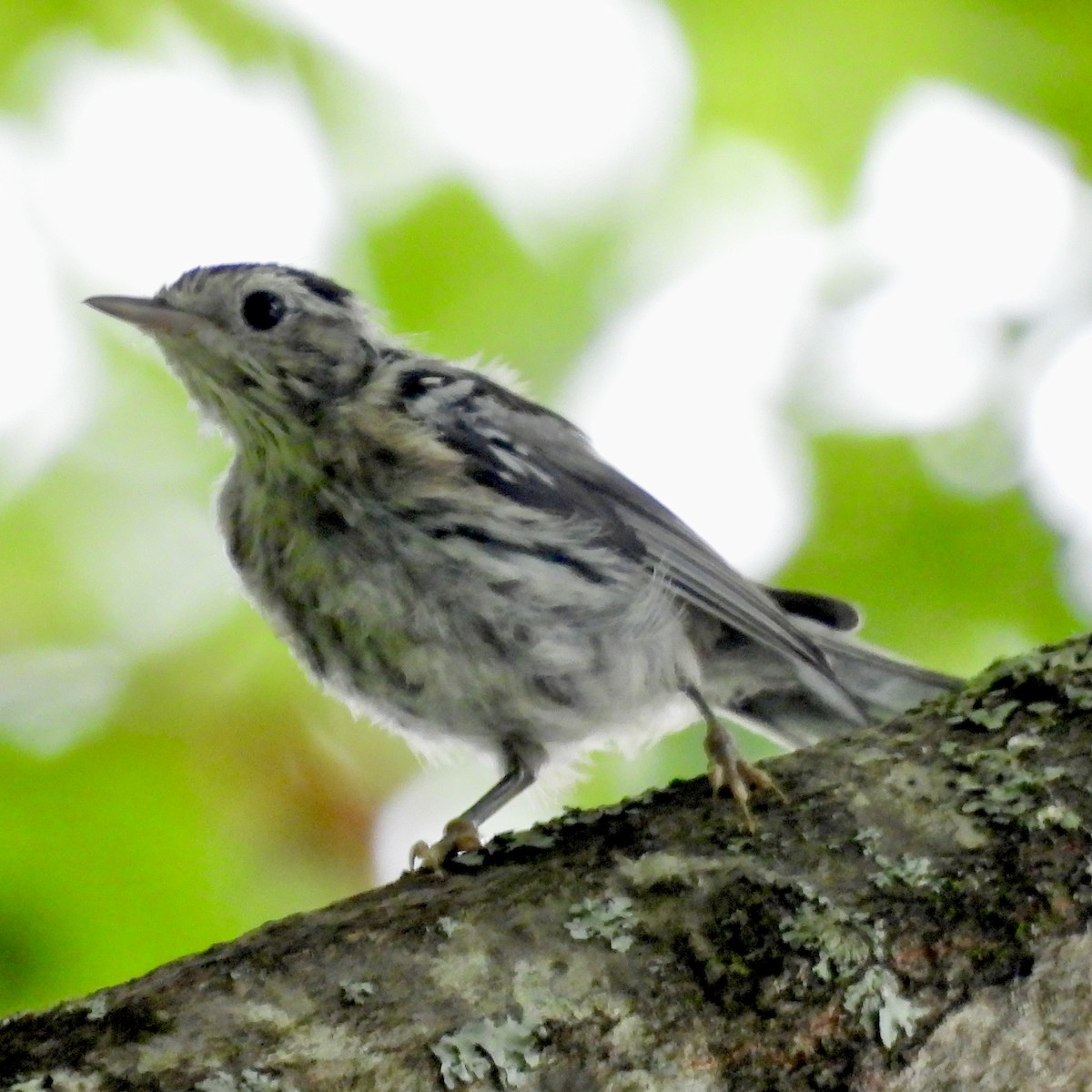 Black-and-white Warbler - ML620599838