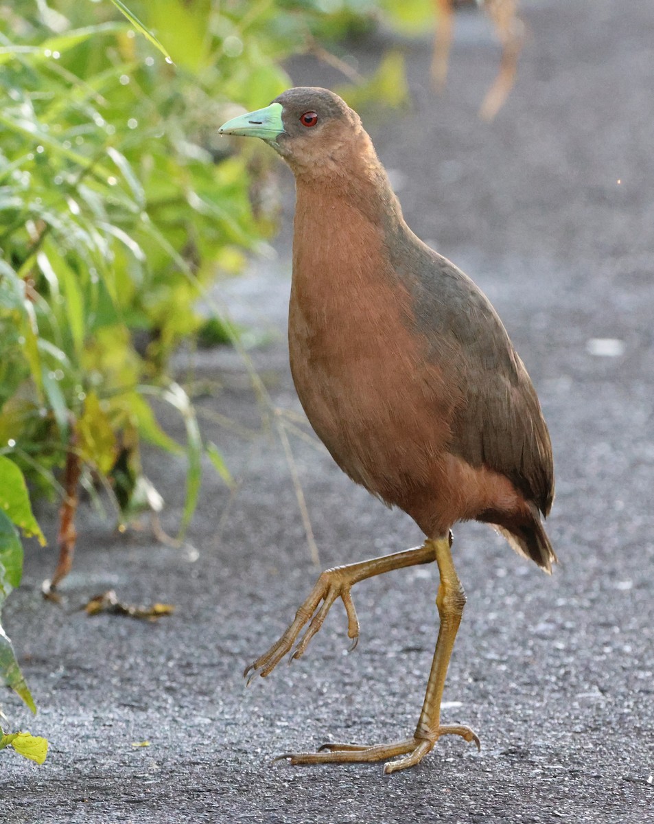 Isabelline Bush-hen - ML620599846