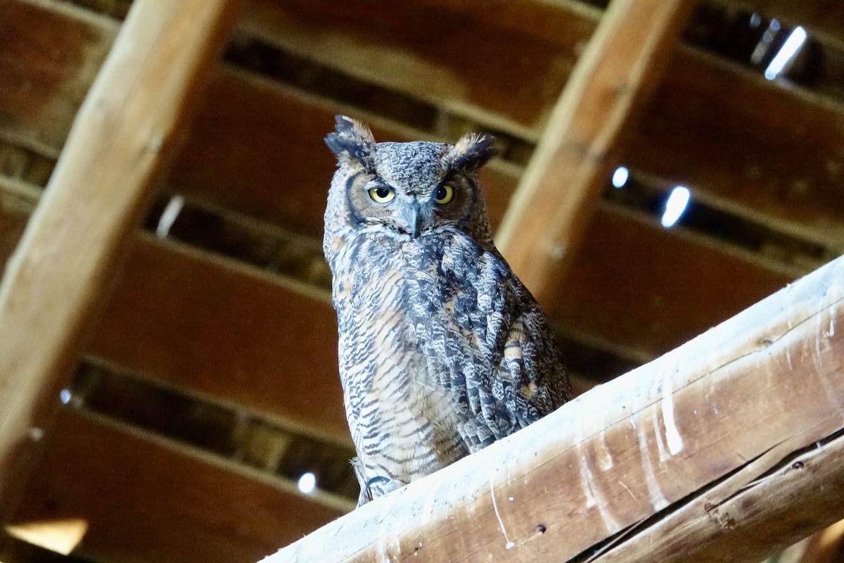 Great Horned Owl - ML620599857