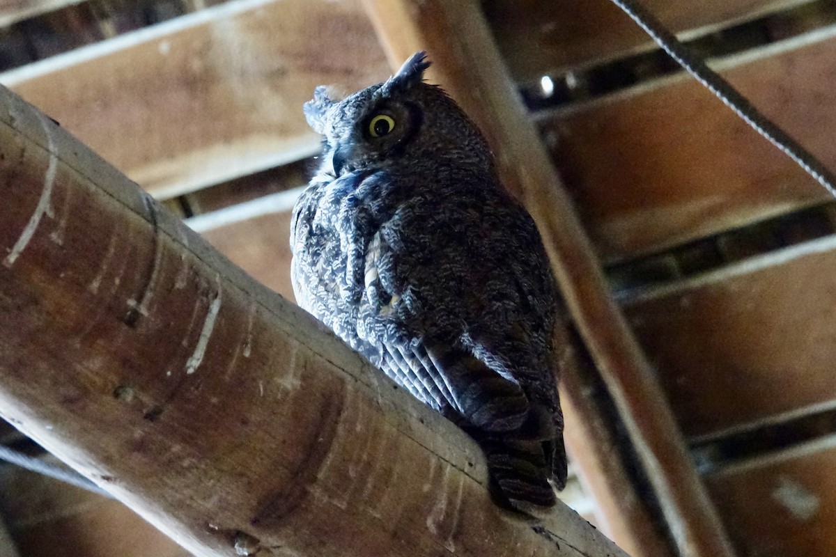 Great Horned Owl - ML620599862