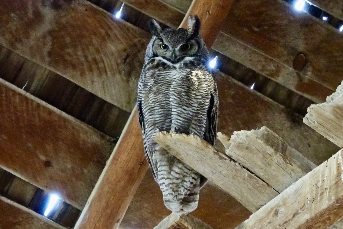 Great Horned Owl - ML620599863