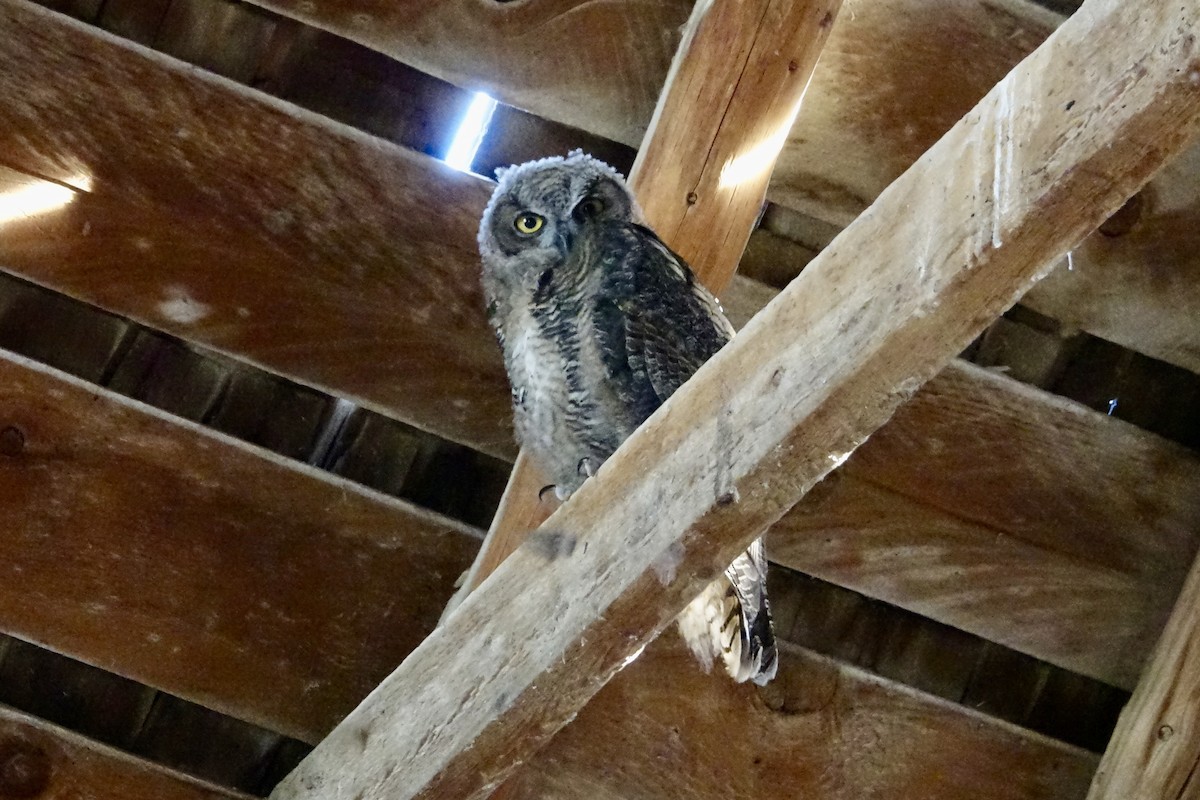 Great Horned Owl - ML620599865