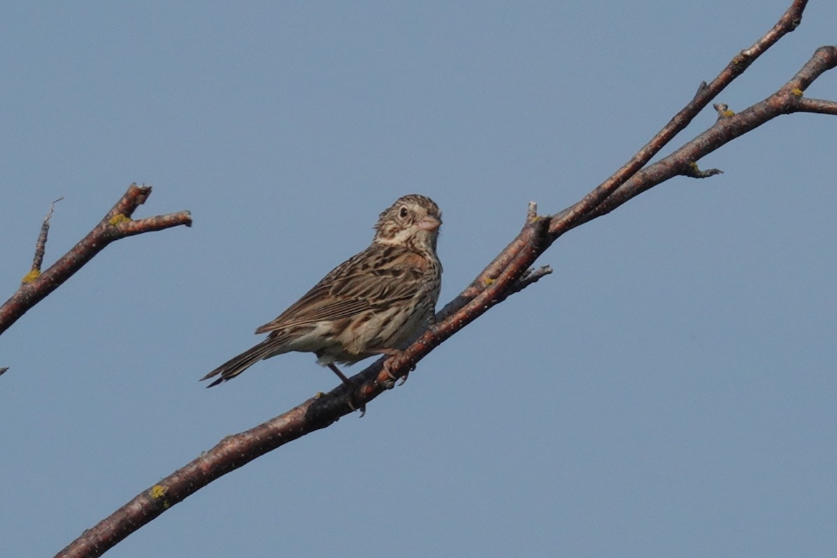 Vesper Sparrow - Gilbert Bouchard
