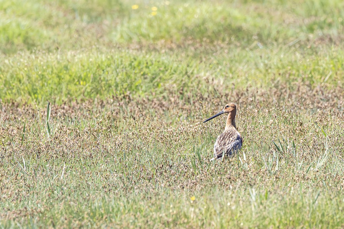 Asian Dowitcher - ML620599878