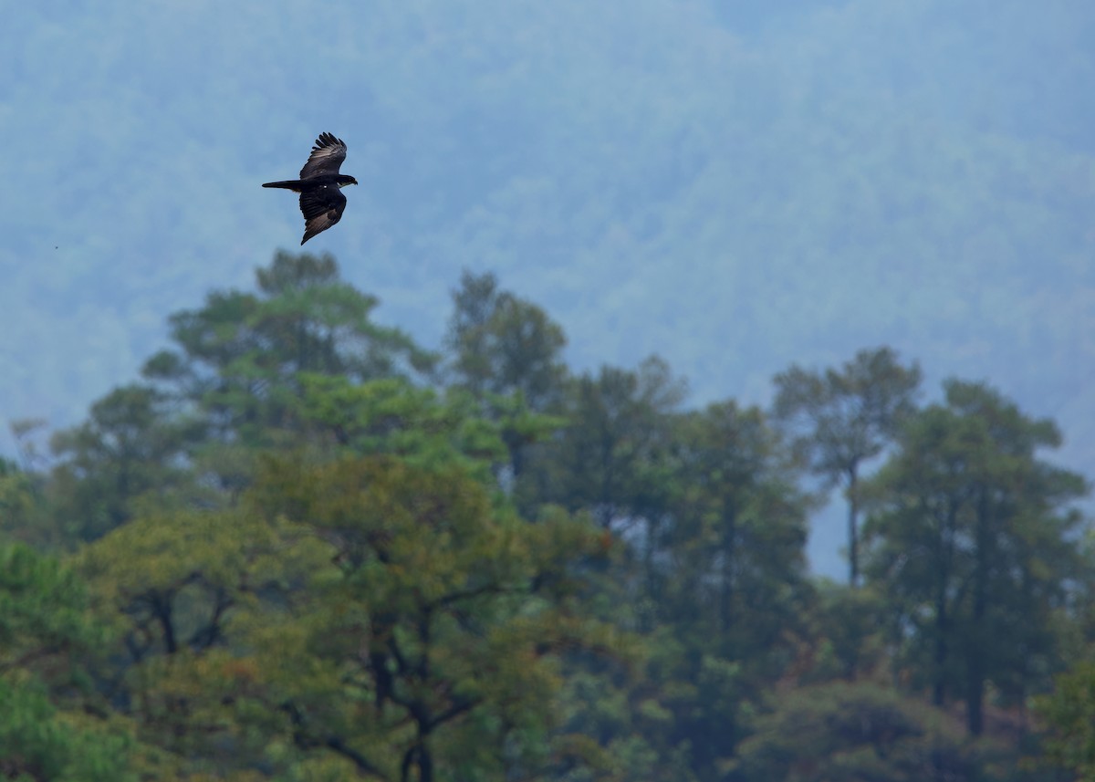 Rufous-bellied Eagle - ML620599879