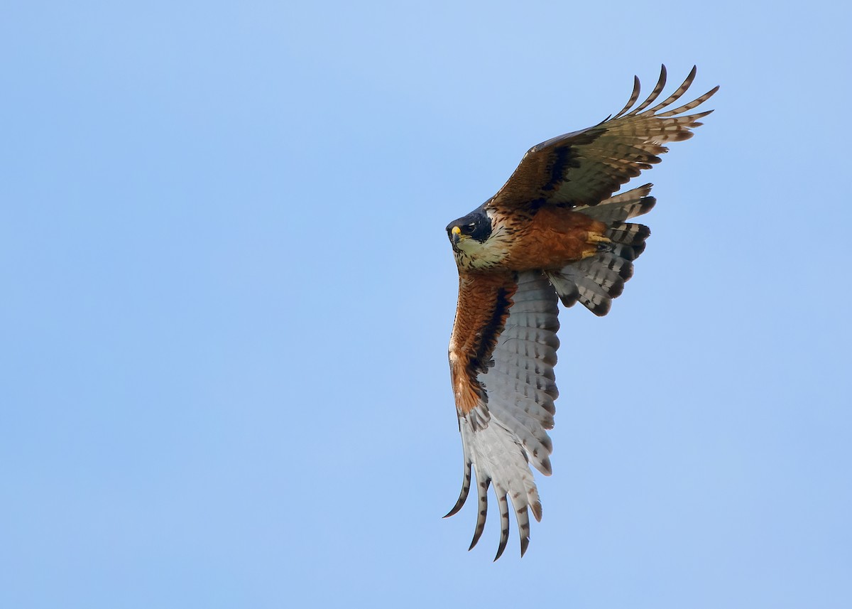 Rufous-bellied Eagle - ML620599881