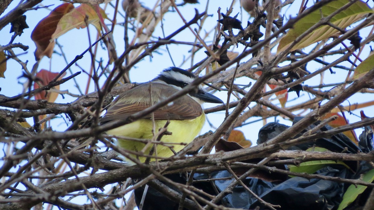 Great Kiskadee - ML620599883