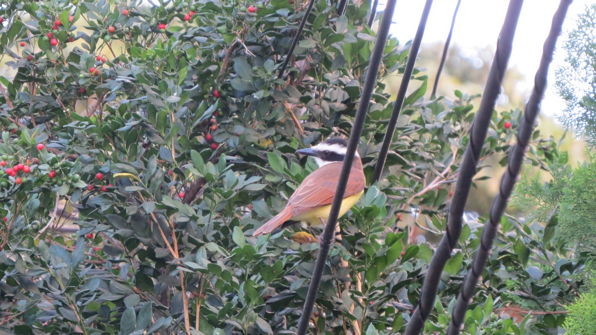 Great Kiskadee - ML620599884